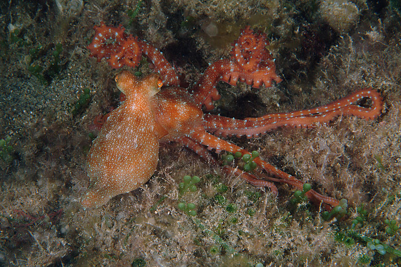 Octopus macropus